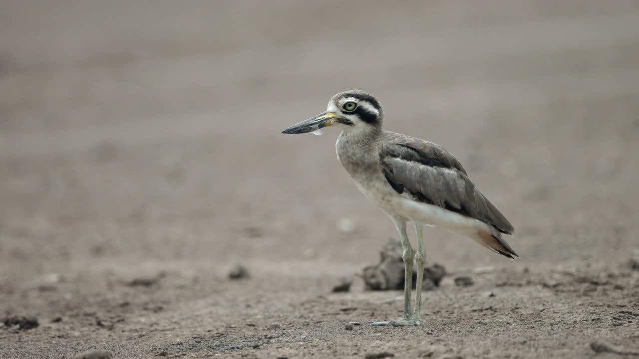 厚膝鸟:成年大厚膝或大石鸻(Esacus recurvirostris)。视频素材