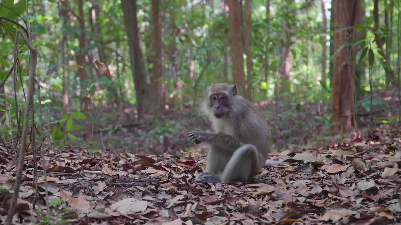 长尾猕猴坐在地上打哈欠在雨林视频素材