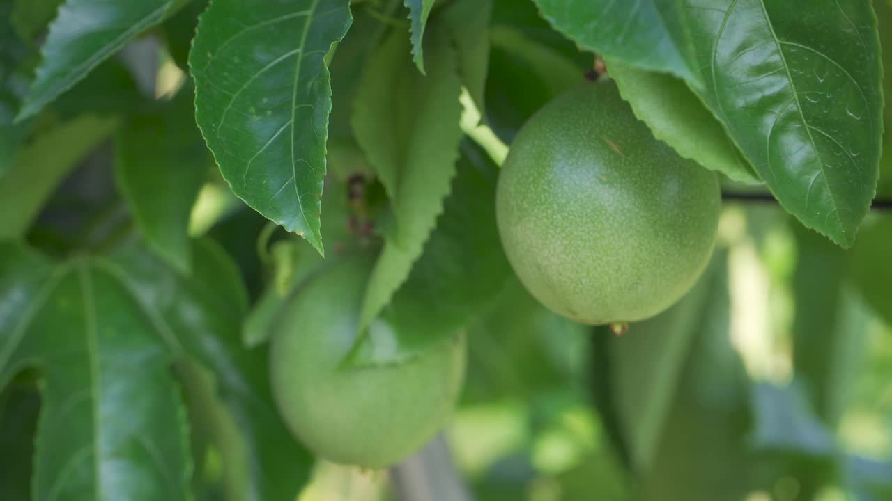 百香果种植视频素材