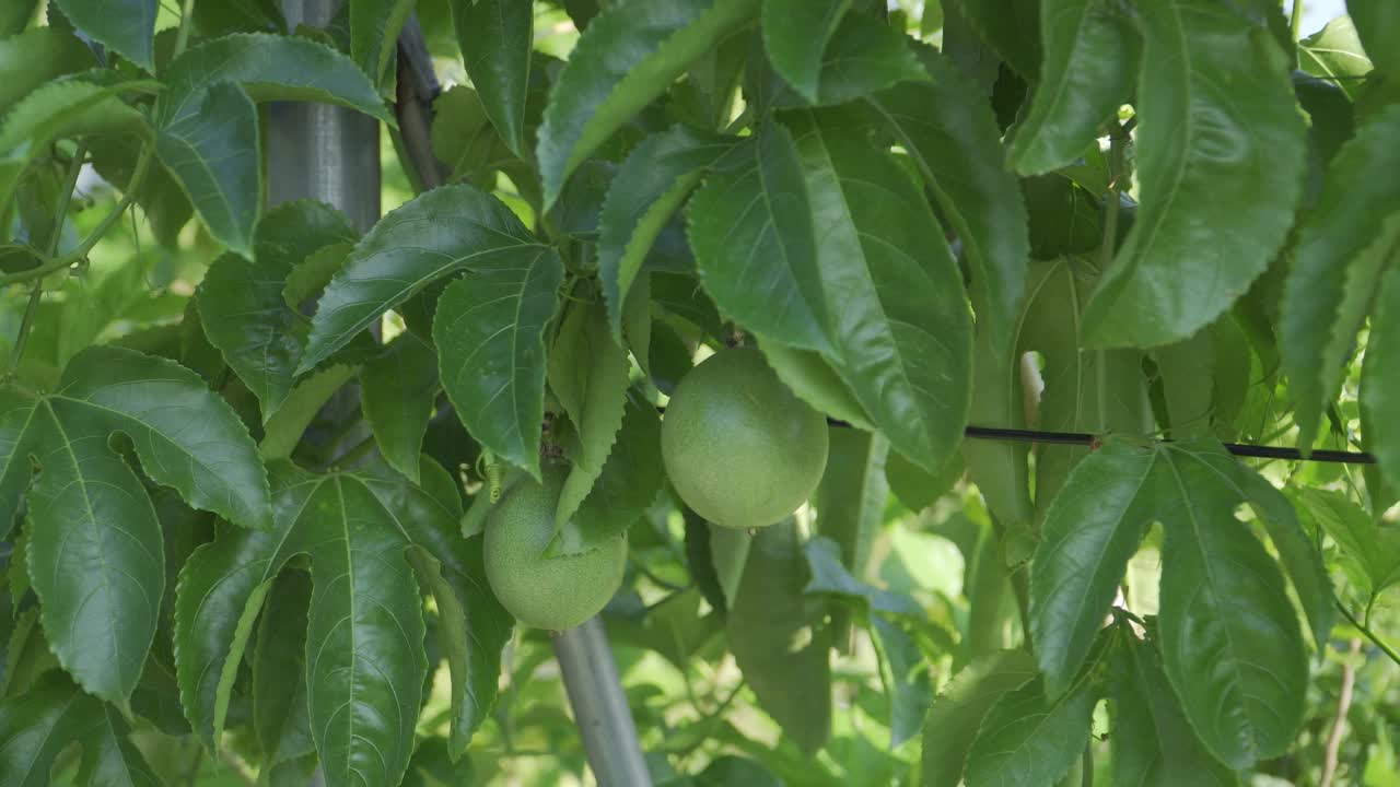 百香果种植视频素材