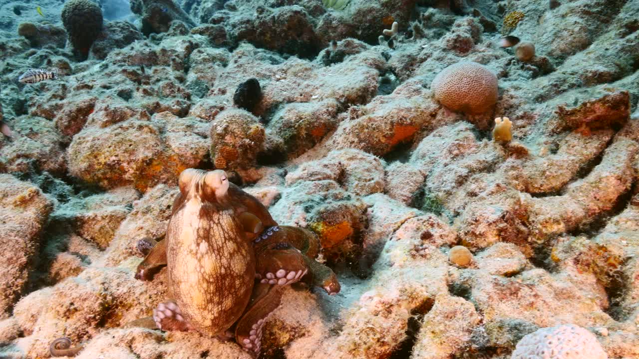 在库拉索岛附近的加勒比海珊瑚礁的绿松石水章鱼的海景视频素材