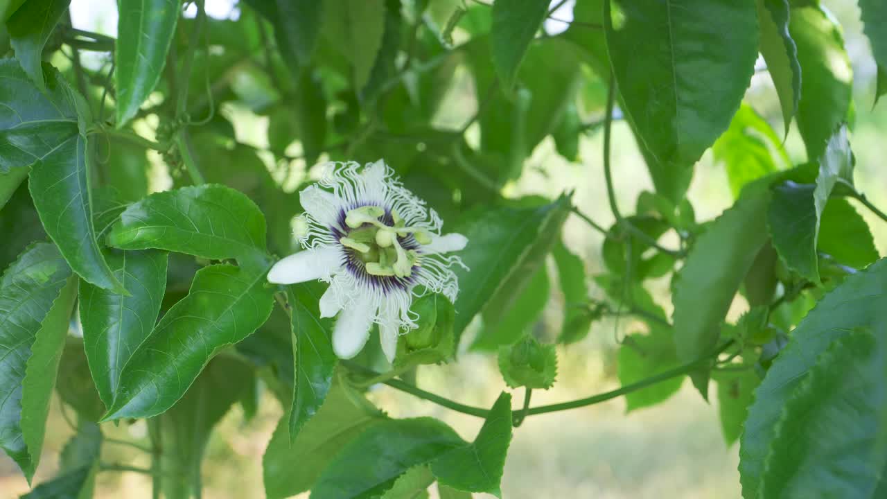 百香果花视频素材