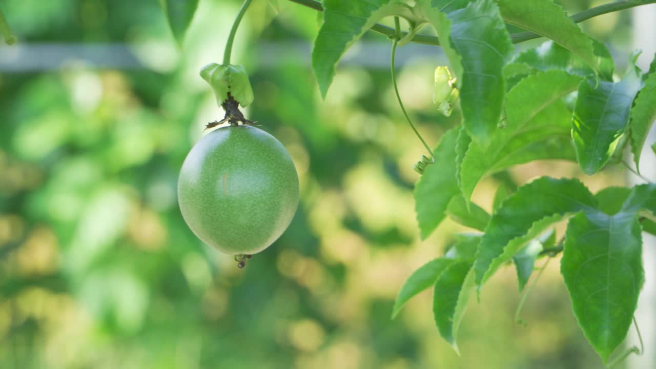 百香果种植视频素材