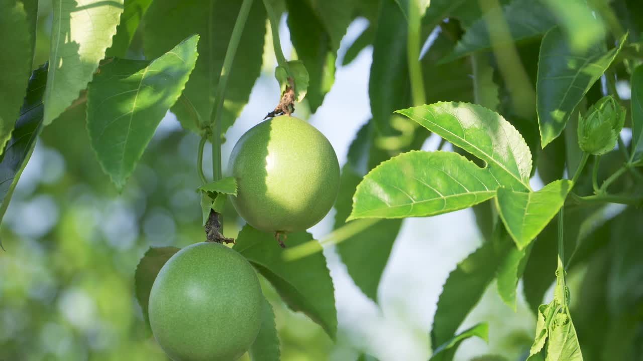 百香果种植视频素材