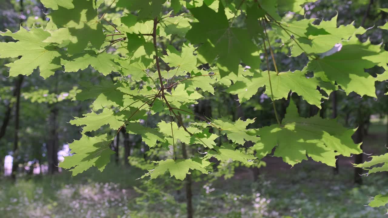 绿色叶子背景4K视频素材