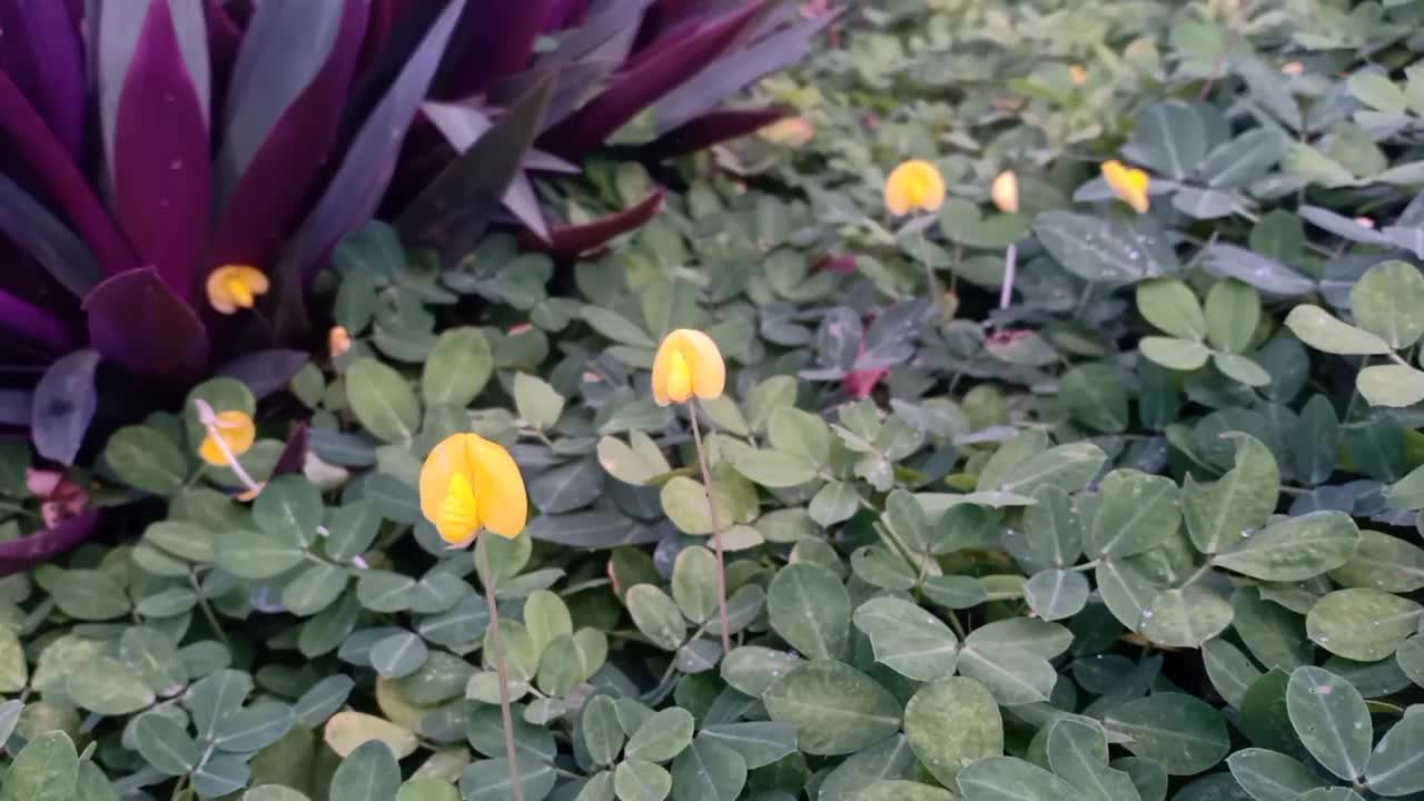 观赏豆科植物(花生)视频素材