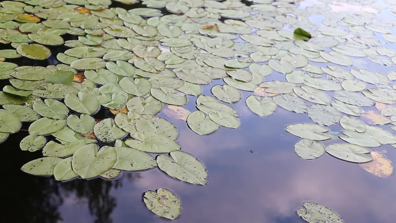 俯视图的绿色水百合叶子在一个池塘。莲花的背景。视频素材