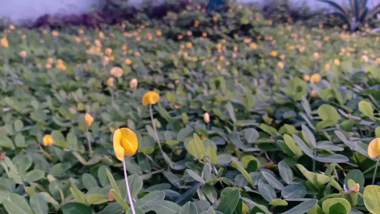 观赏豆科植物(花生)视频素材