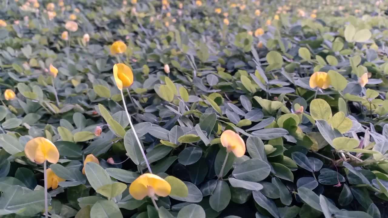 观赏豆科植物(花生)视频素材