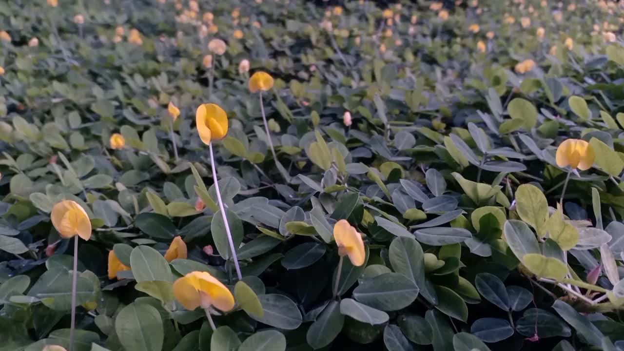 观赏豆科植物(花生)视频素材