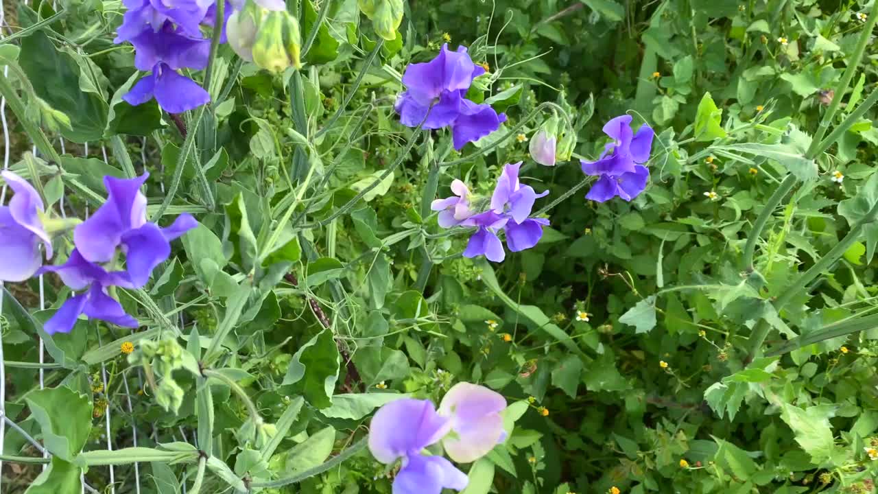 紫色香豌豆花视频素材