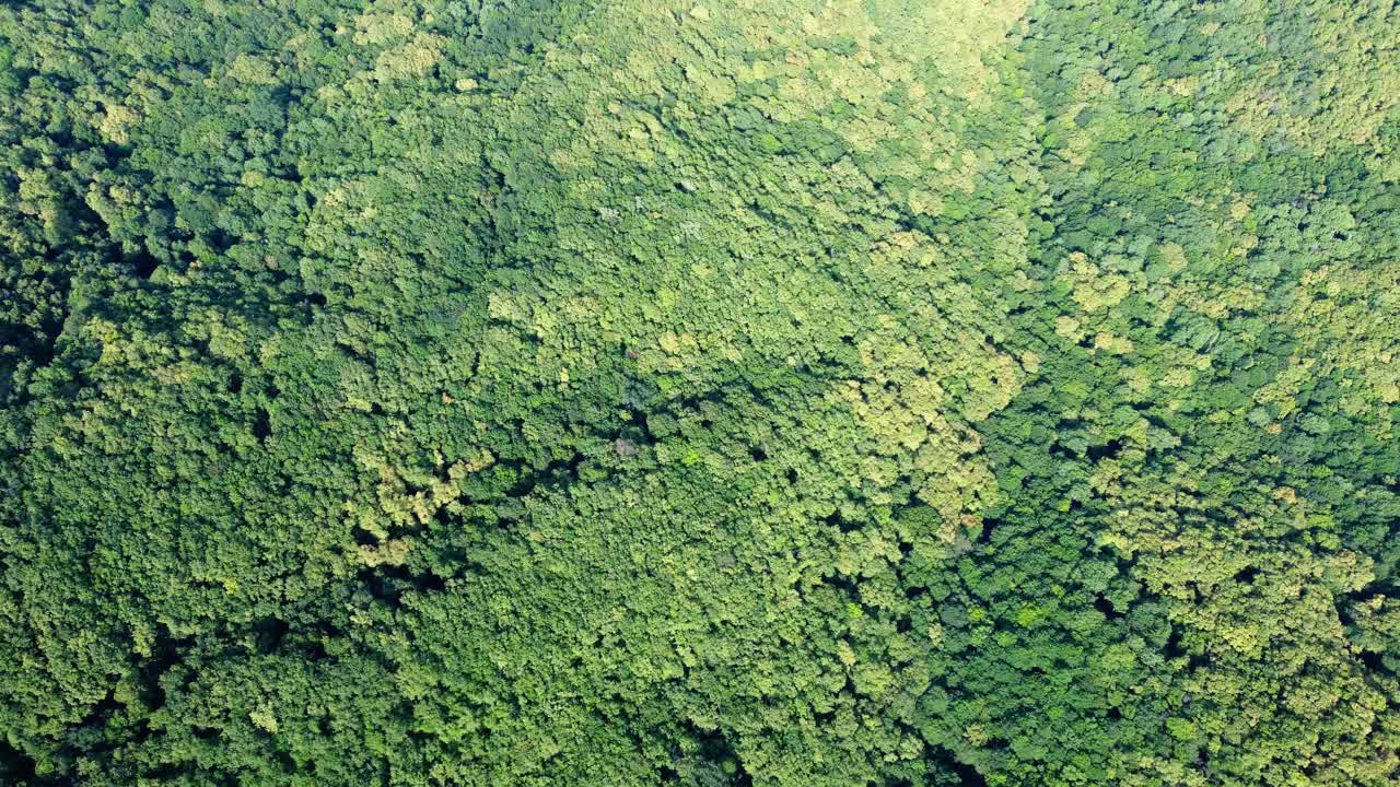 森林鸟瞰图。无人机在云杉针叶树顶上飞行，4K分辨率的自然背景镜头视频素材