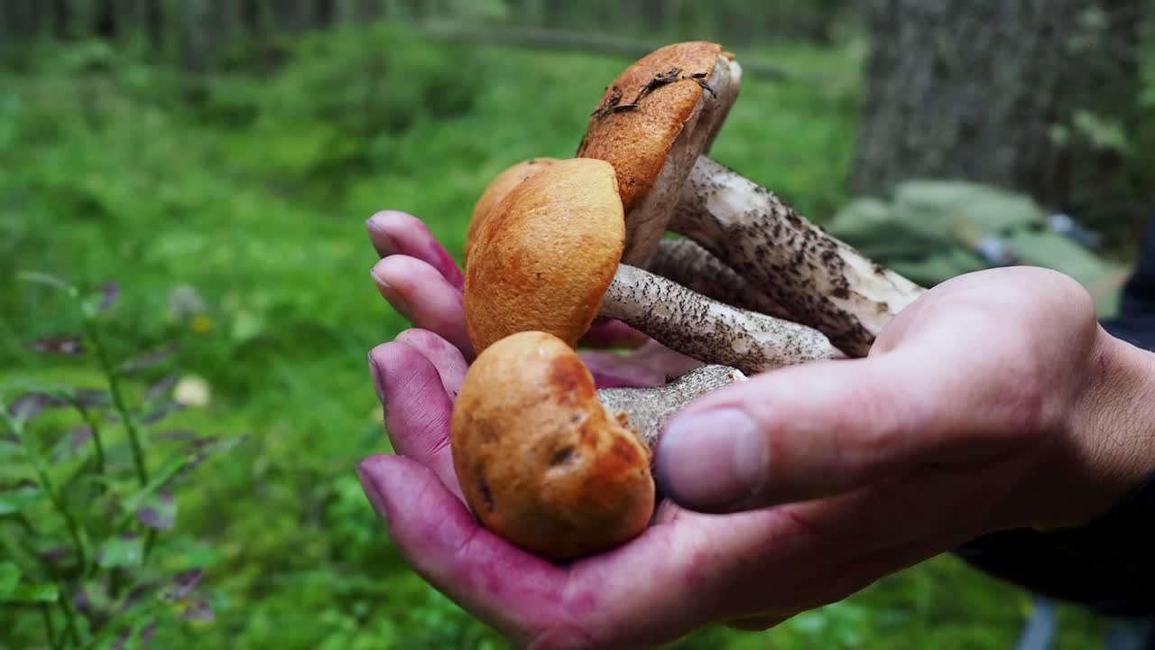 关闭了。男人的手拿着蘑菇，孩子的手在秋天茂密的森林里多放一个小蘑菇。自然环境、采摘季节、人们休闲的概念视频下载