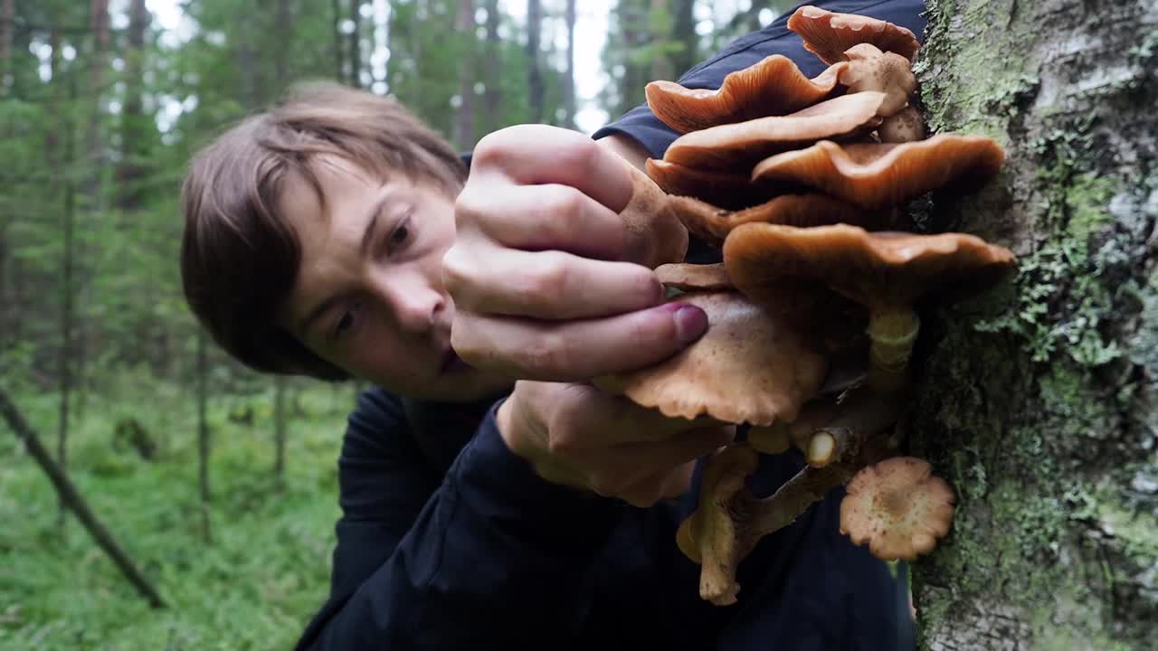 关闭了。中年男子从树上采摘蘑菇，在秋天茂密的森林里用刀切蘑菇。食品概念，健康产品，采摘季节视频下载