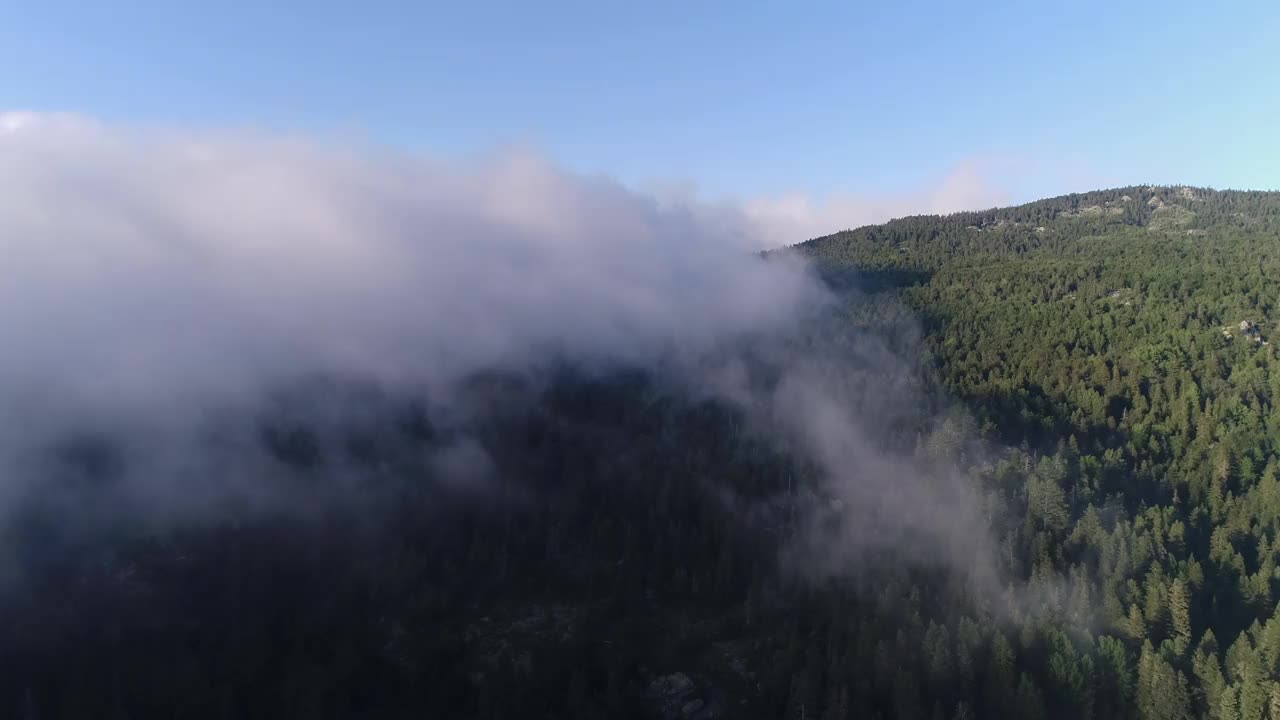 森林和云层之上鸟瞰图视频素材