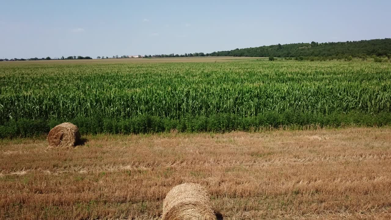 无人机视角:飞过绿色的玉米地和干草堆视频素材