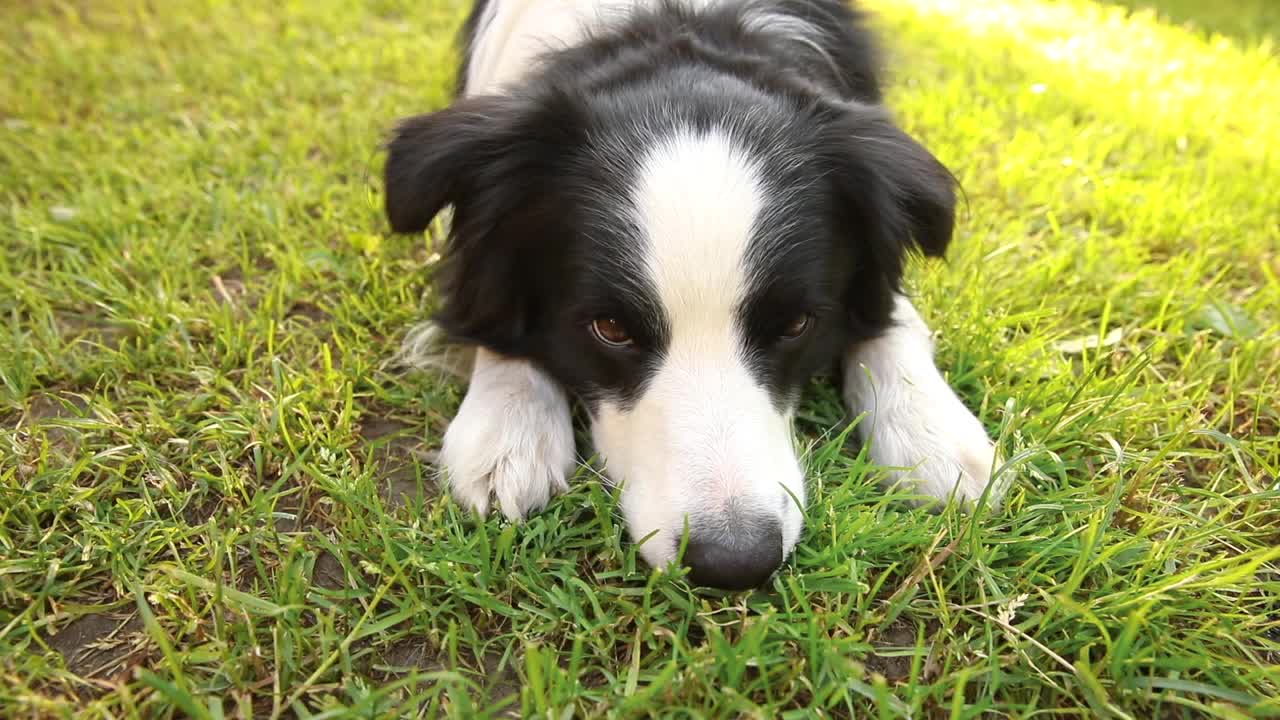 可爱微笑小狗的户外肖像边境牧羊犬躺在草地公园的背景。在阳光明媚的夏日里，有一张滑稽脸的小狗在户外。宠物护理和有趣的动物生活理念视频素材