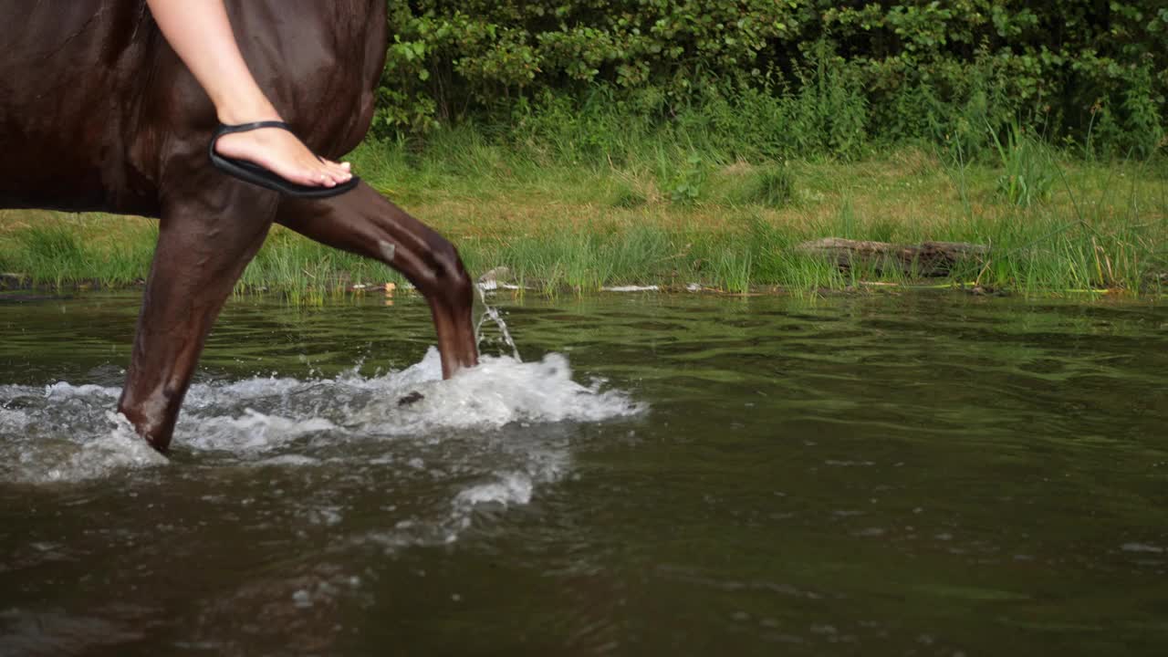 马在湖水中涉水行走视频素材