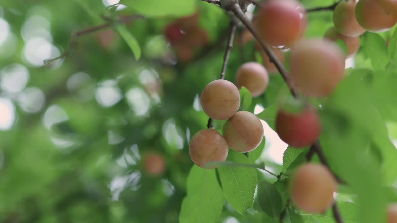 黄的、红的、粉的、紫的、李的、李子的果实在绿叶上，早枝视频素材