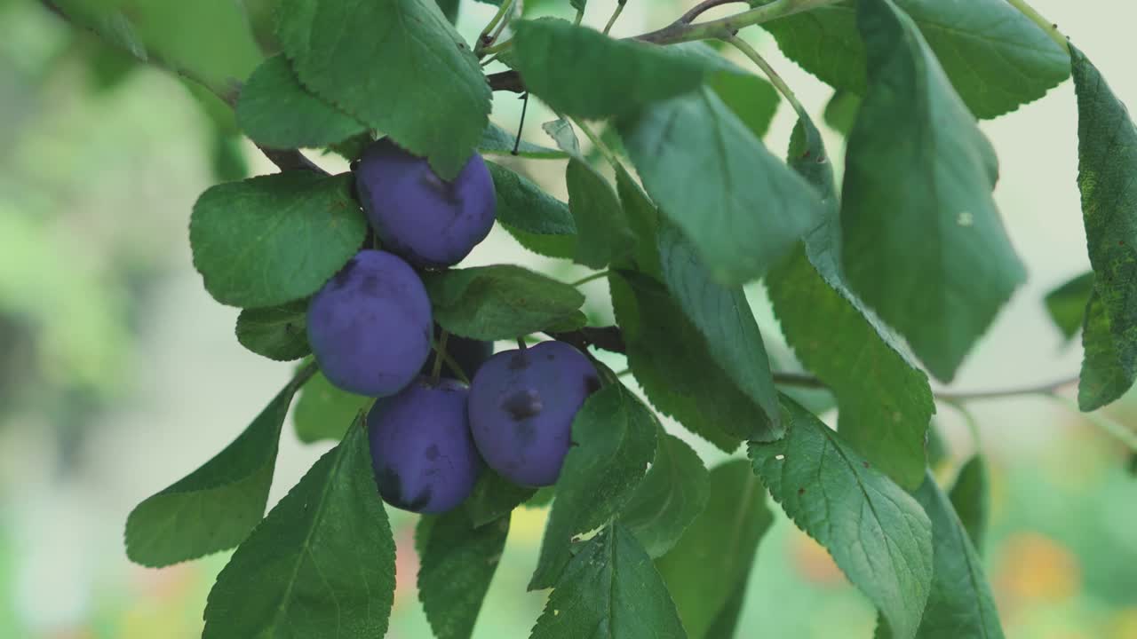 在夏季花园的一棵果树的早枝上收获的成熟的有机蓝紫色西洋李子视频素材