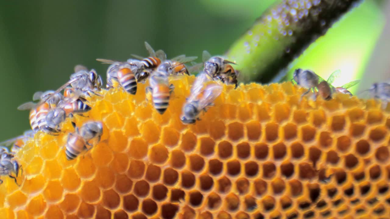 蜜蜂在蜂巢视频素材