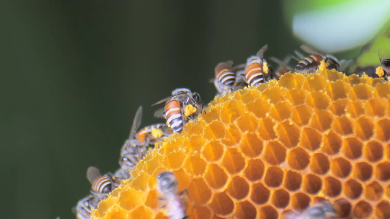 蜜蜂在蜂巢视频素材