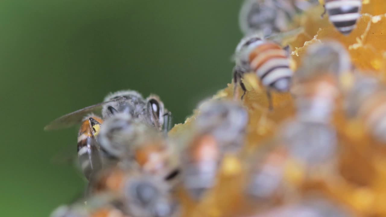 蜜蜂在蜂巢视频素材