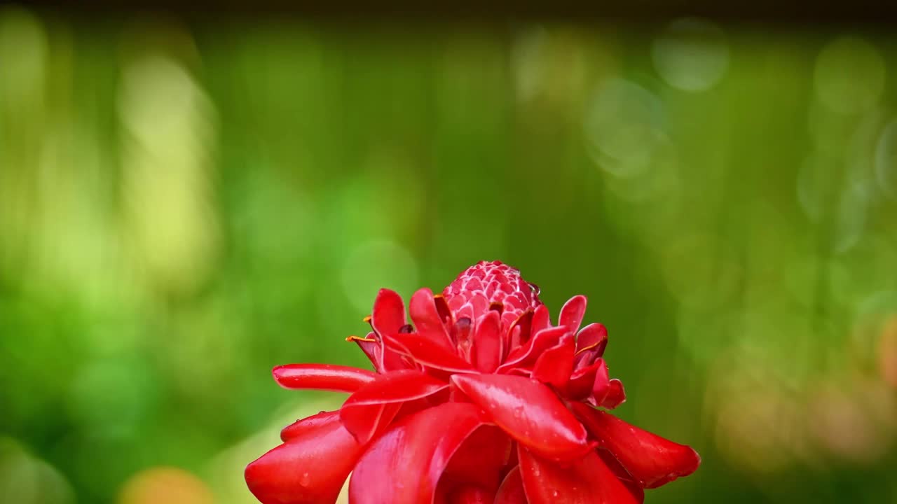 白颈雅宾-花蜜又称大雅宾或领蜂鸟，产于墨西哥南部秘鲁、玻利维亚和巴西南部、多巴哥(花蜜)、特立尼达(花蜜)等地，上红开花视频素材