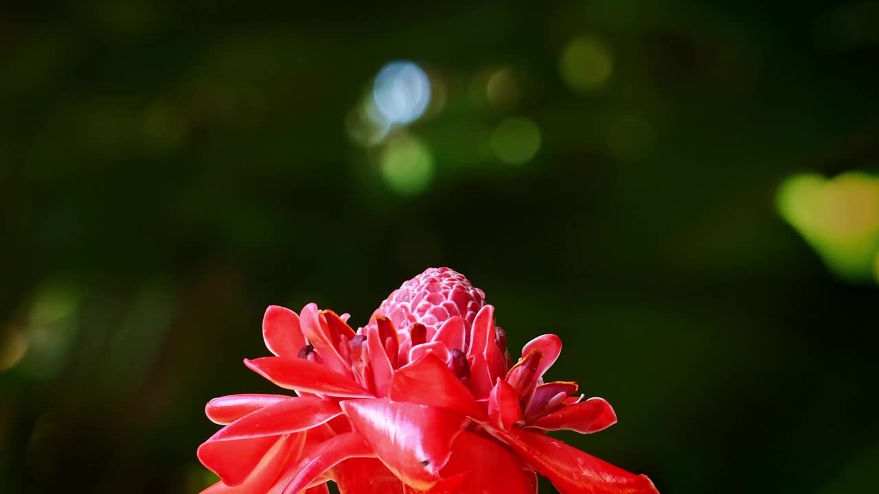 白颈雅宾-花蜜又称大雅宾或领蜂鸟，产于墨西哥南部秘鲁、玻利维亚和巴西南部、多巴哥(花蜜)、特立尼达(花蜜)等地，上红开花视频素材