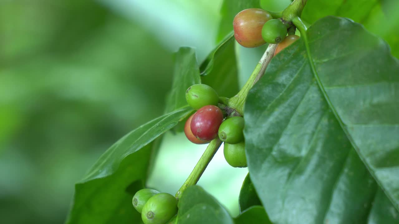 风中的生咖啡豆视频素材