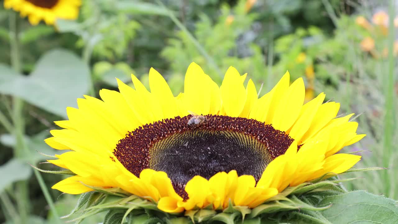 在盛开的向日葵上采集花粉的大黄蜂(熊蜂视频素材