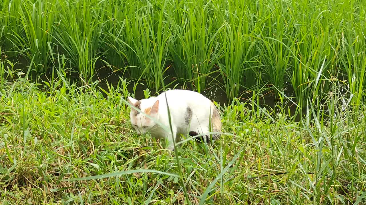 可爱的猫在绿色的草地上玩耍视频素材