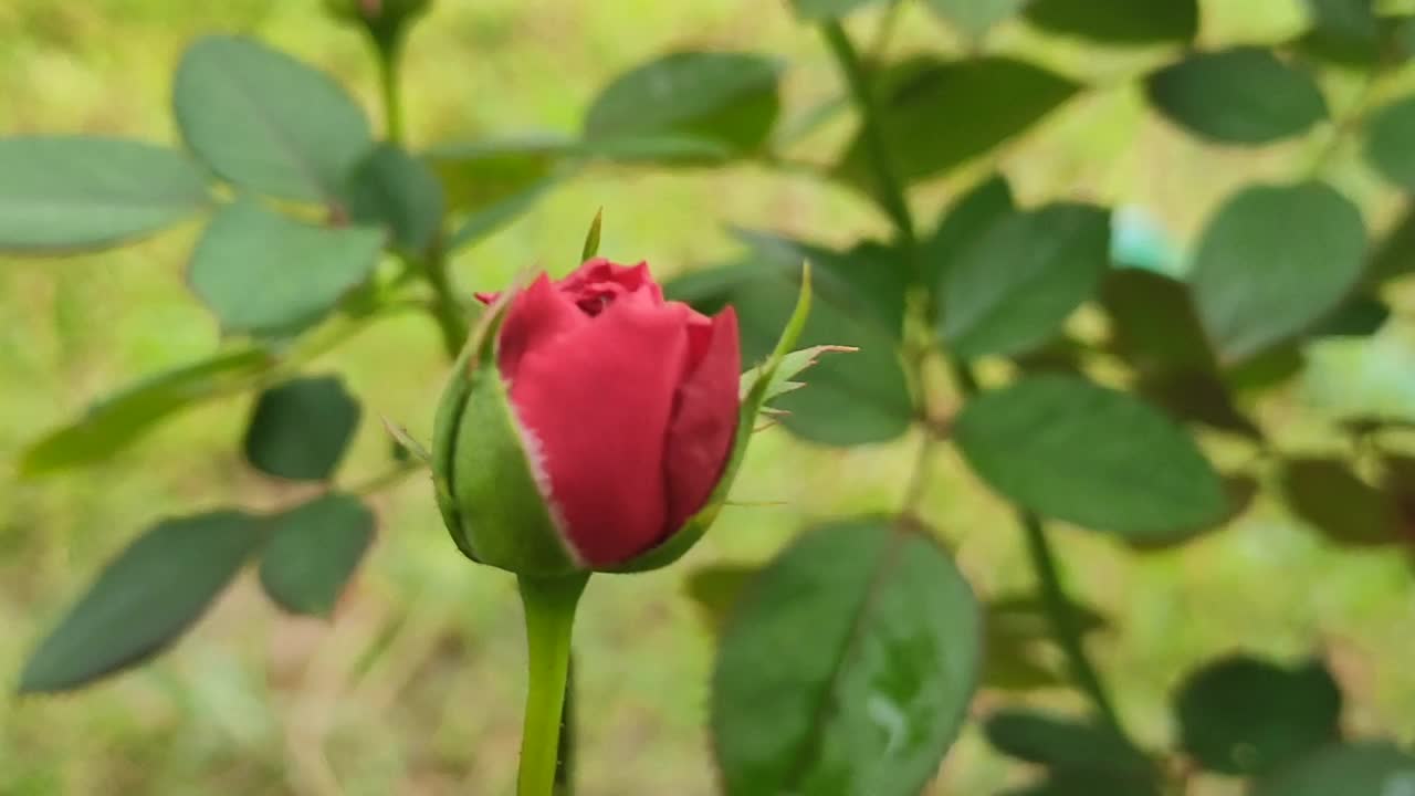 美丽的红玫瑰在花园，春天的季节视频素材