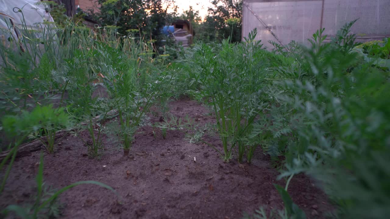 在空旷的菜地里种胡萝卜。胡萝卜种植场。农业产业。视频素材