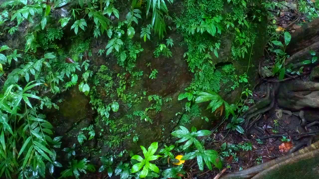 热带雨林中的绿色蕨类植物视频素材