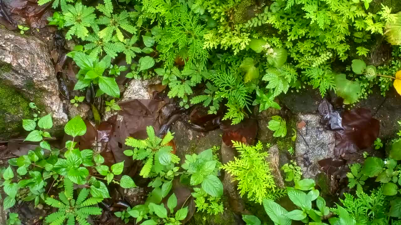 热带雨林中的绿色蕨类植物视频素材