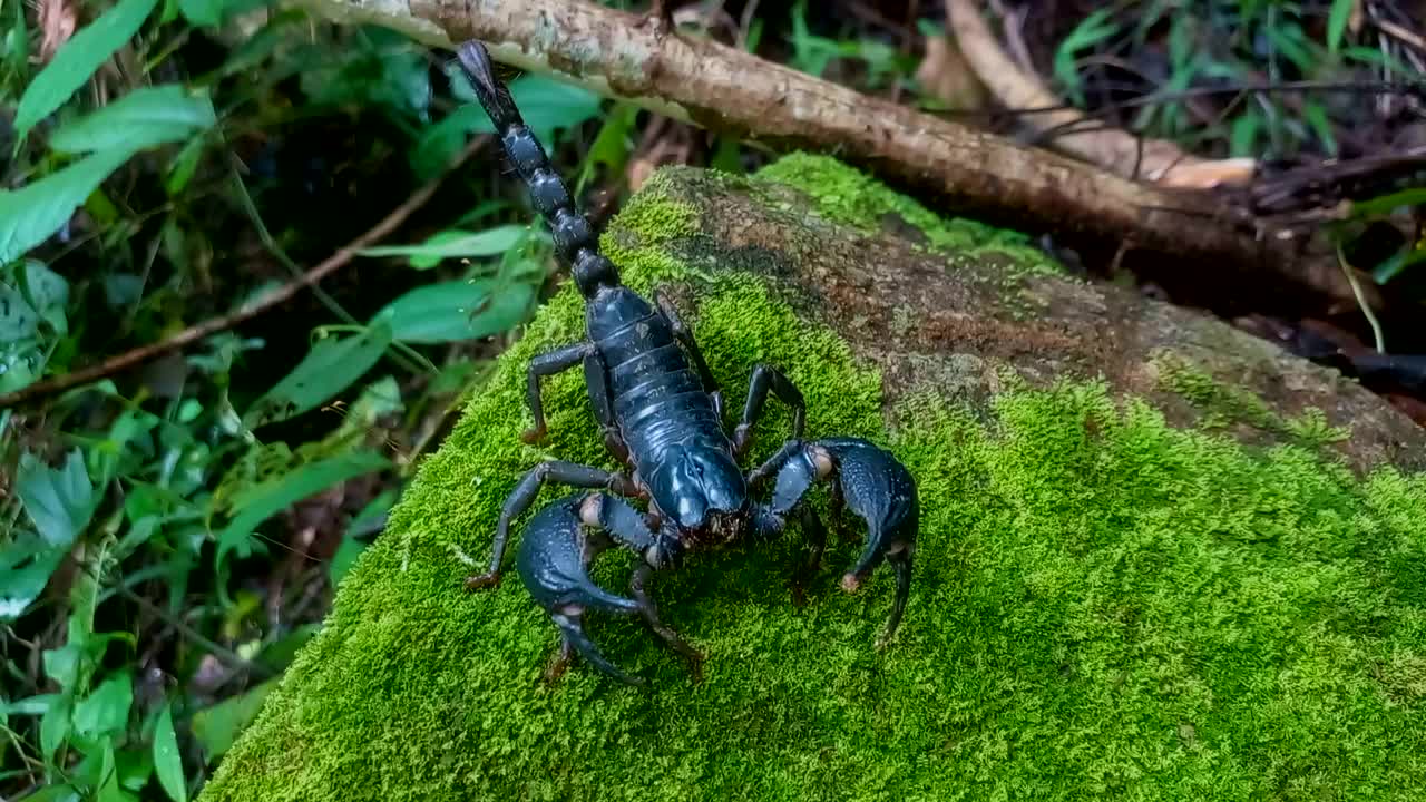 岩上黑蝎子视频素材