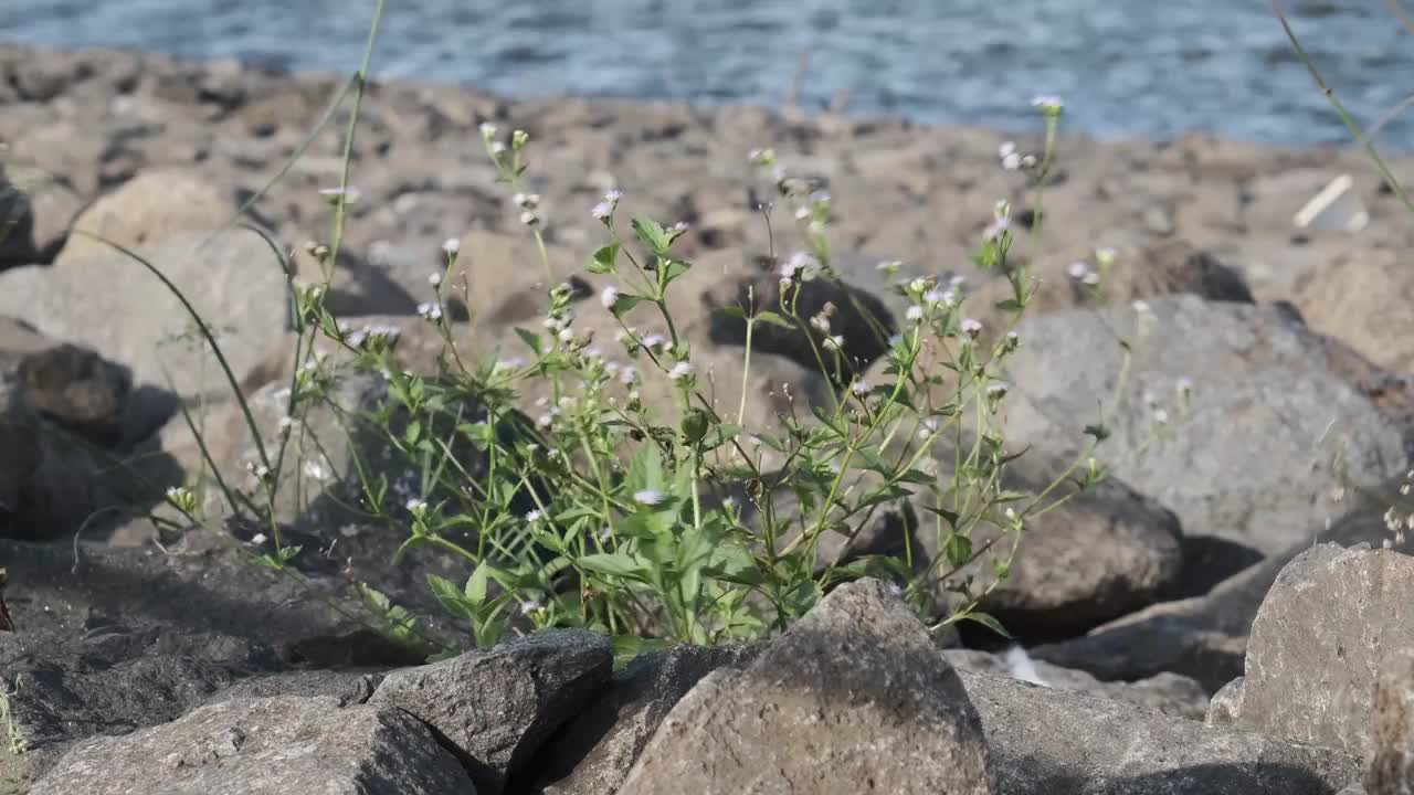 被强风吹动的野生植物视频素材