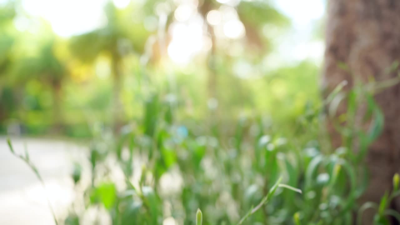 棕榈树的细节，绿色的叶子在风的夏天的背景视频素材