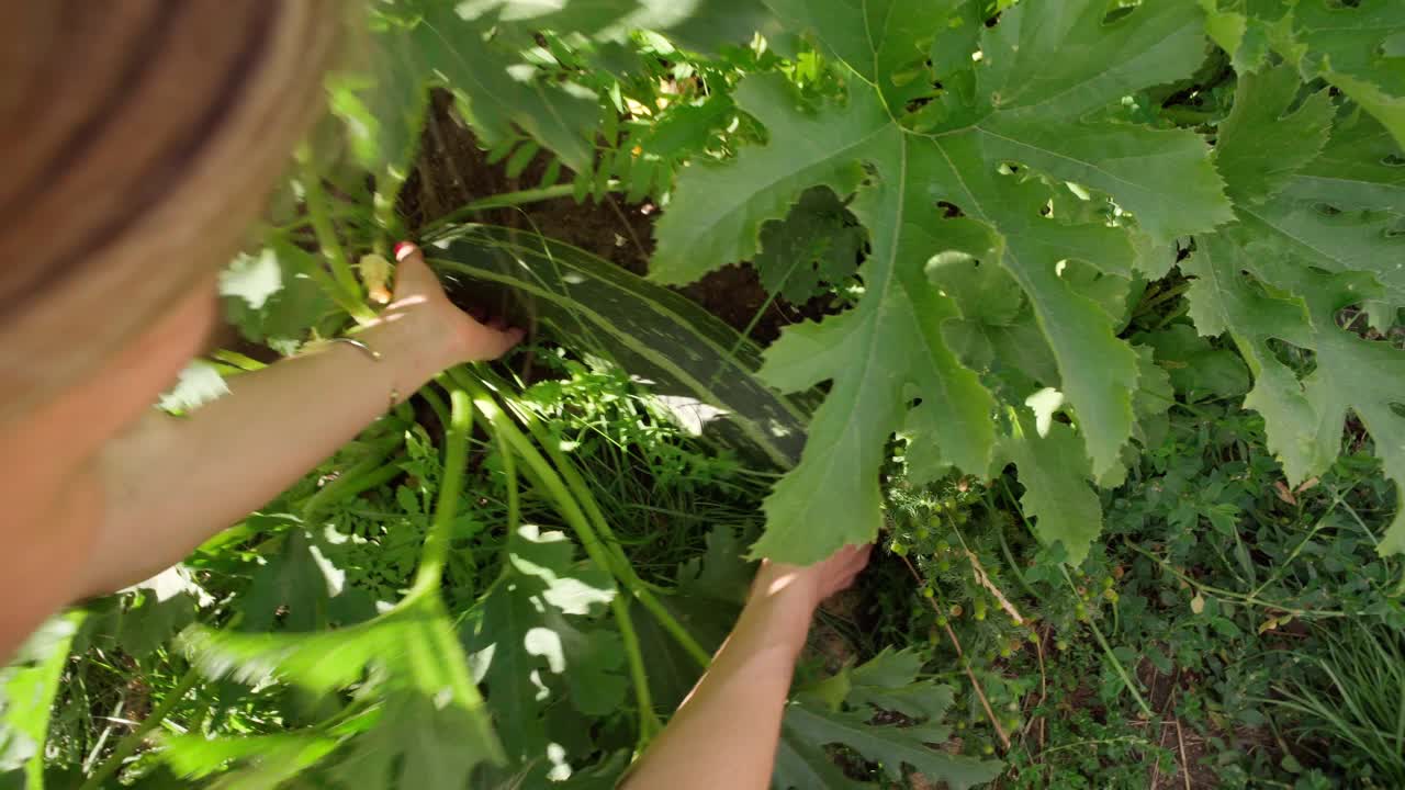 绿色的西葫芦正在花园里成熟。蔬菜，在有机农场收获视频素材