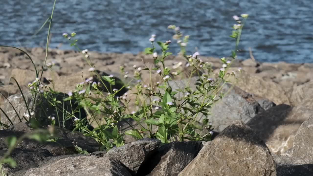 被强风吹动的野生植物视频素材