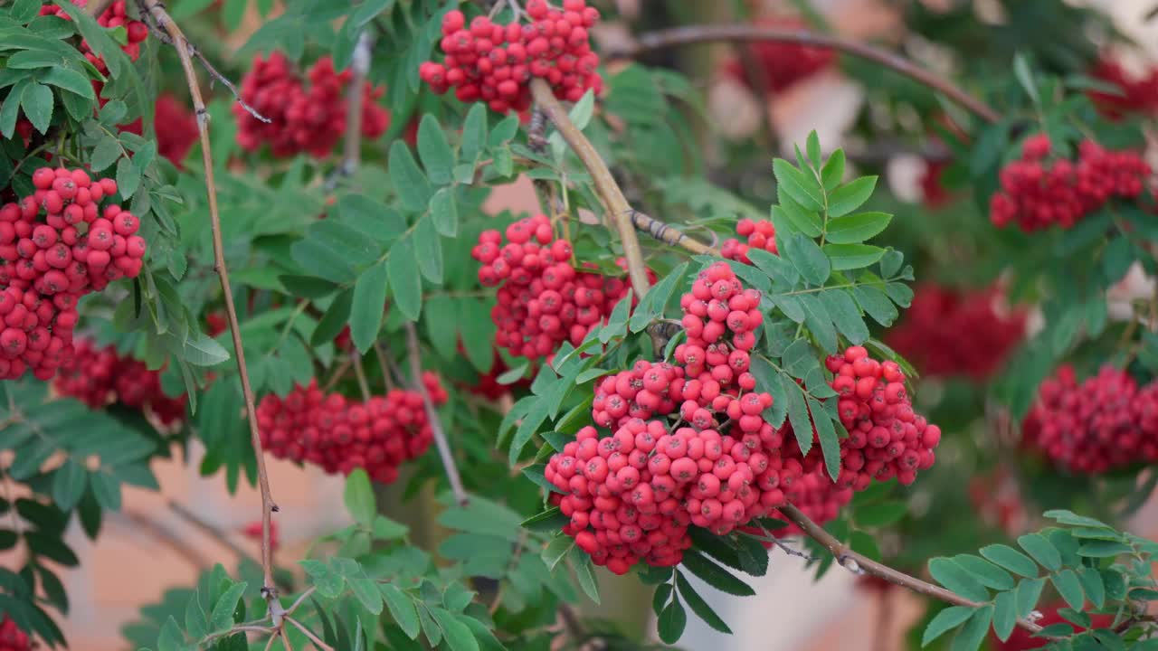 白蜡树，特写镜头。成熟的红色多汁的浆果。罗文浆果。花楸山梨。视频素材