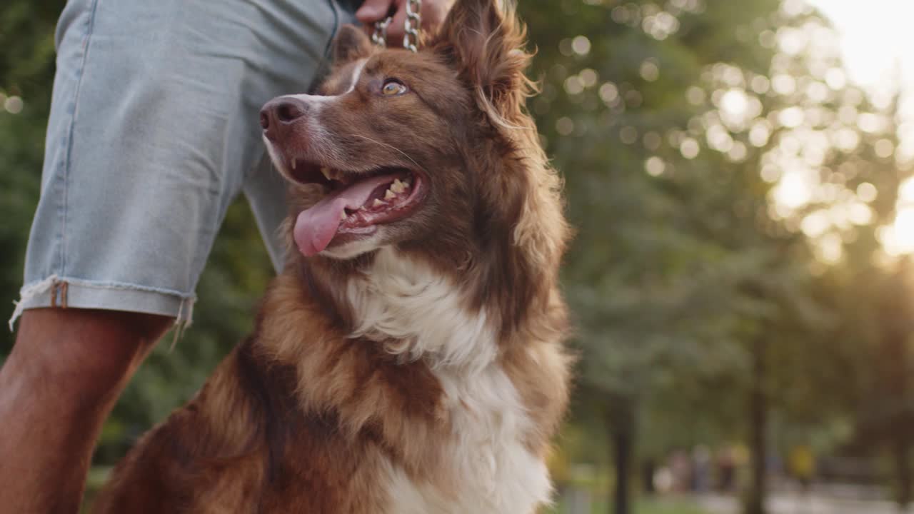 边境牧羊犬和她的主人在公园散步的特写视频素材