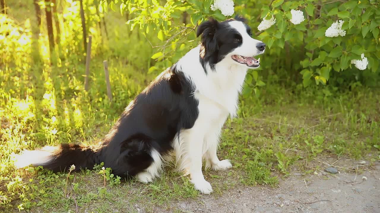 可爱微笑小狗的户外肖像边境牧羊犬坐在公园的背景。在阳光明媚的夏日里，有一张滑稽脸的小狗在户外。宠物护理和有趣的动物生活理念视频素材