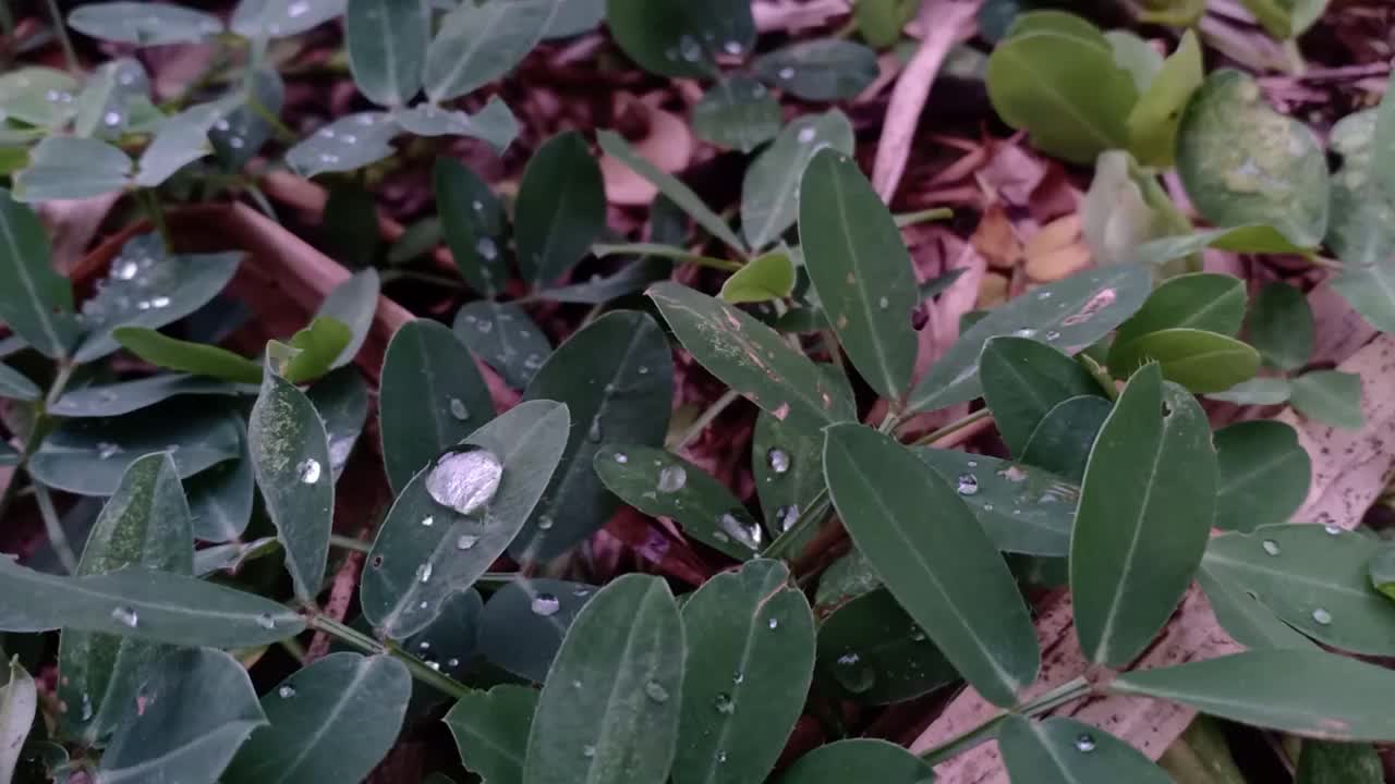 雨滴困在树叶里视频素材