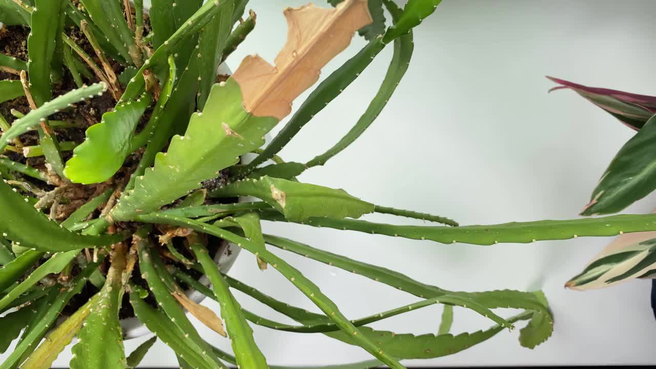 修剪窗台上的室内盆花。女人们用剪刀从一种叫做斯伦贝谢仙人掌的植物上剪下干燥的叶子。视频素材