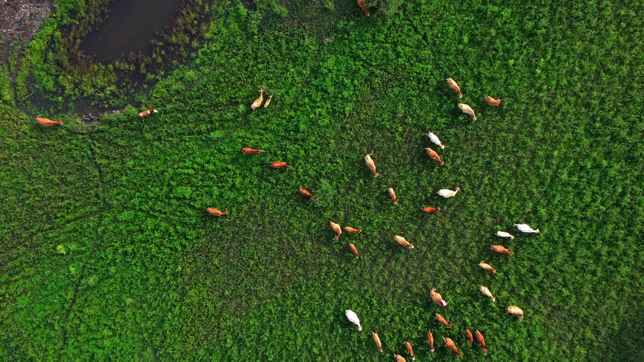 在田野的草地上吃草的肉牛视频素材