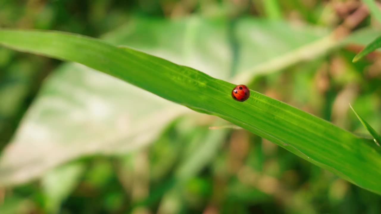 一只带着黑点的红色瓢虫在树叶间行走。叶芽在风中摇摆。叶芽呈浅绿色，以绿草为背景视频素材