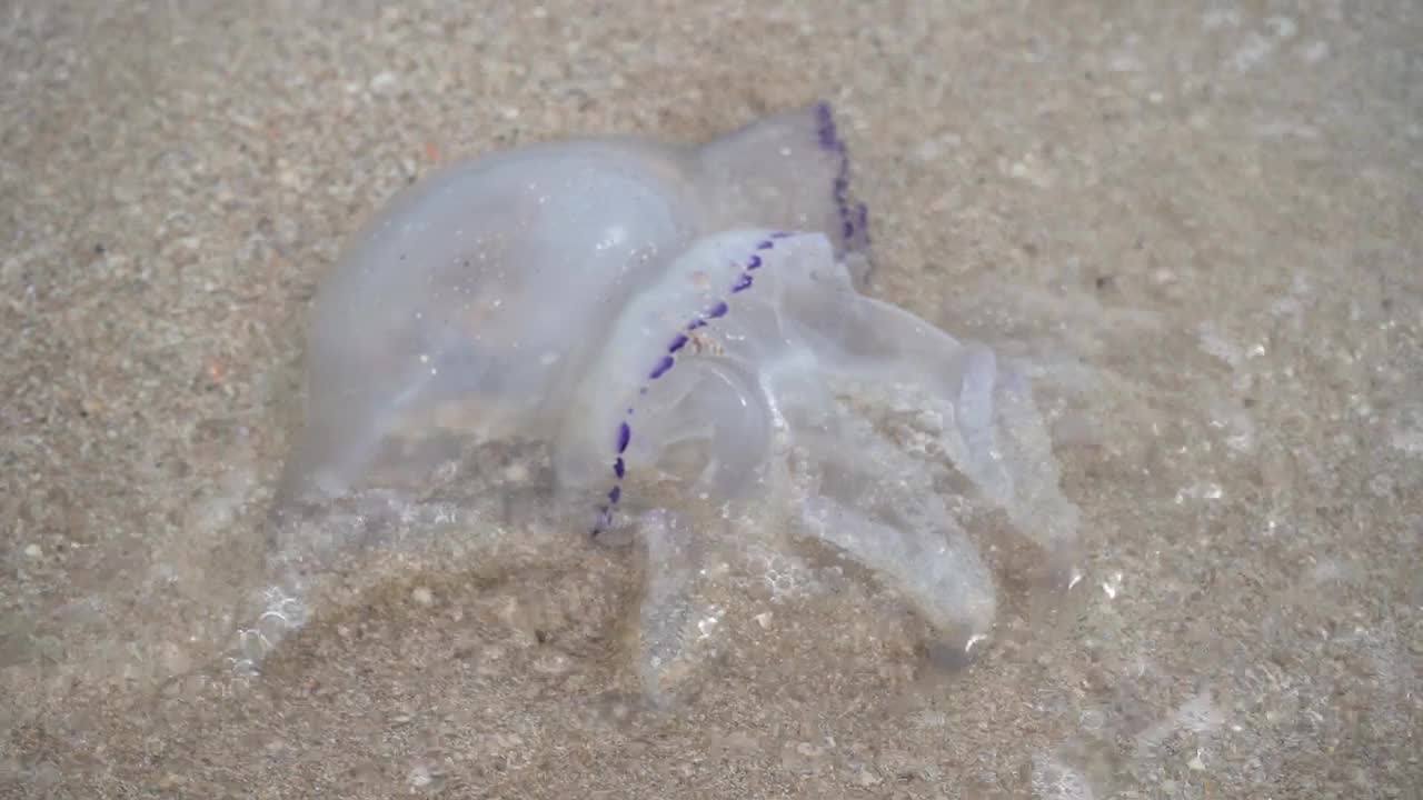 亚速海海岸边死去的大水母视频素材