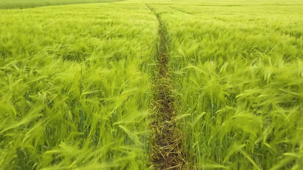 夏季，新鲜的绿色小麦在农田里成熟的特写镜头。视频素材